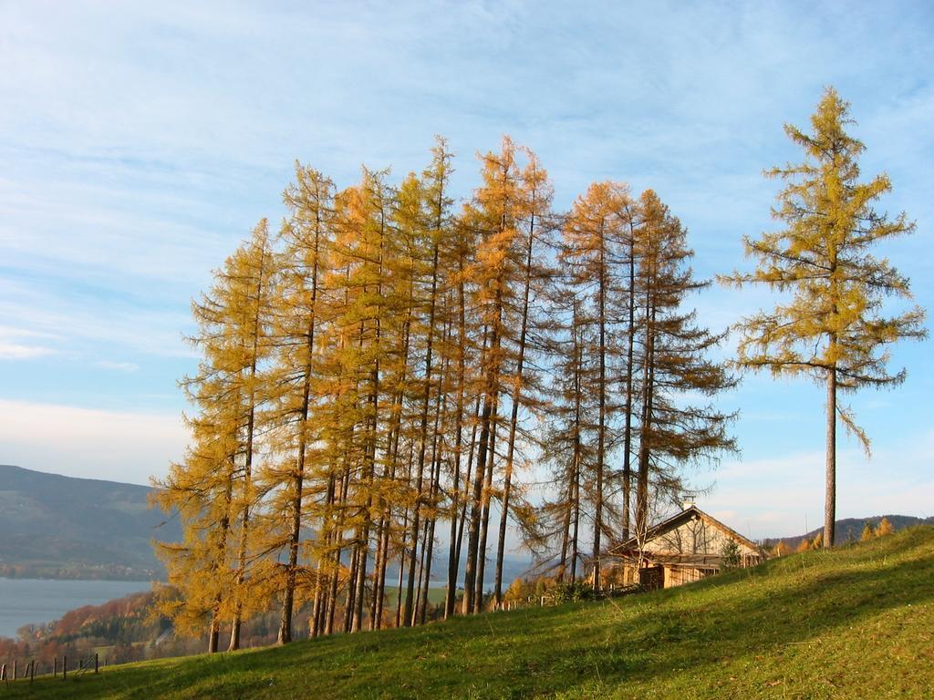 Attersee-Chalet Angermann Familie Spalt Steinbach am Attersee Exteriör bild